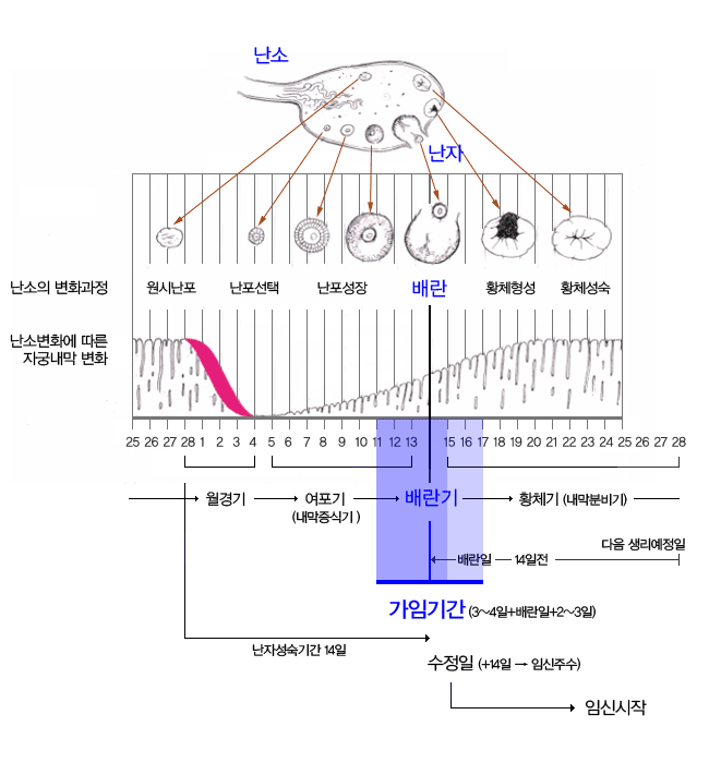 http://www.uryagi.com/uryagig4/bbs/board.php?bo_table=mom_week&wr_id=16 엄마 > 임신주수별정보 > 배란일 계산